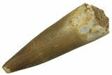 Fossil Plesiosaur (Zarafasaura) Tooth - Morocco #298054-1